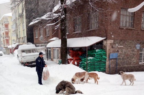 Karda Aç Kalan Hayvanlar İçin Akkuş Belediyesi Seferber Oldu