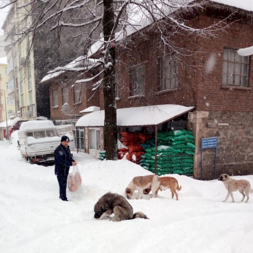 Karda Aç Kalan Hayvanlar İçin Akkuş Belediyesi Seferber Oldu